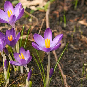 Crocus Tommasinianus, Early Crocus, Botanical Crocus, Snow Crocus, Lilac Tommy, Spring Bulbs, Spring Flowers, Crocus Ruby Giant, crocus Whitewell Purple, crocus Barr's purple,